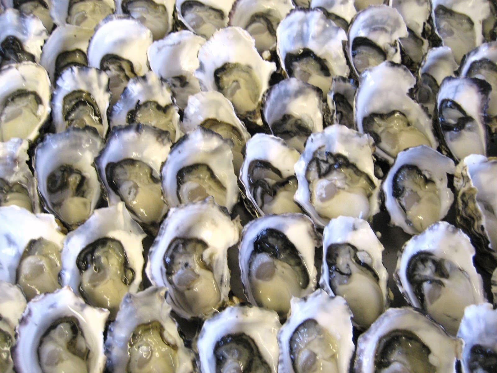 Get Shucked — Bruny Island, Tasmania