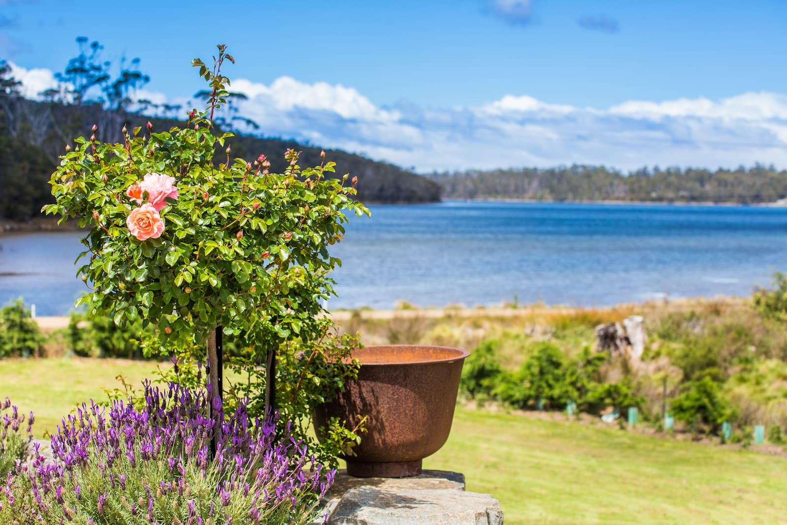 Port Arthur Lavender — Port Arthur, Tasmania