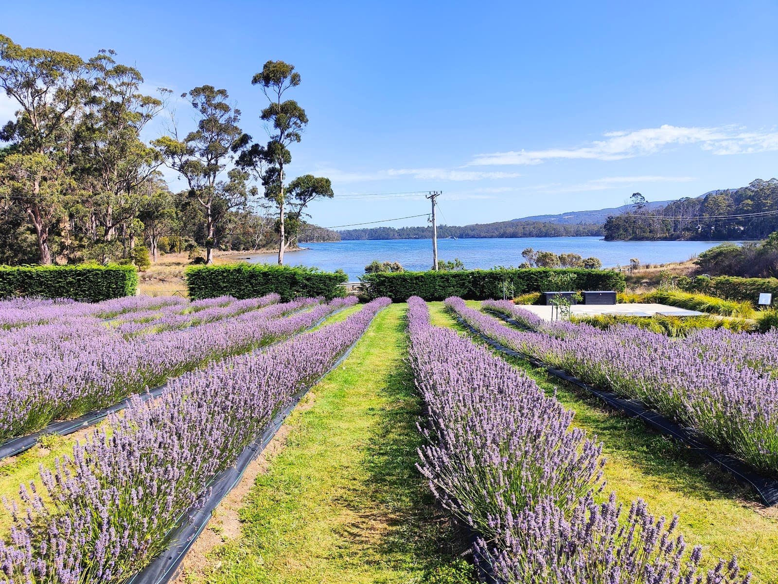 Port Arthur Lavender — Port Arthur, Tasmania