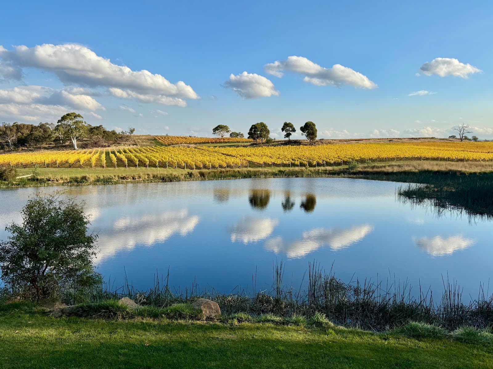 Milton Vineyard — Freycinet, Tasmania