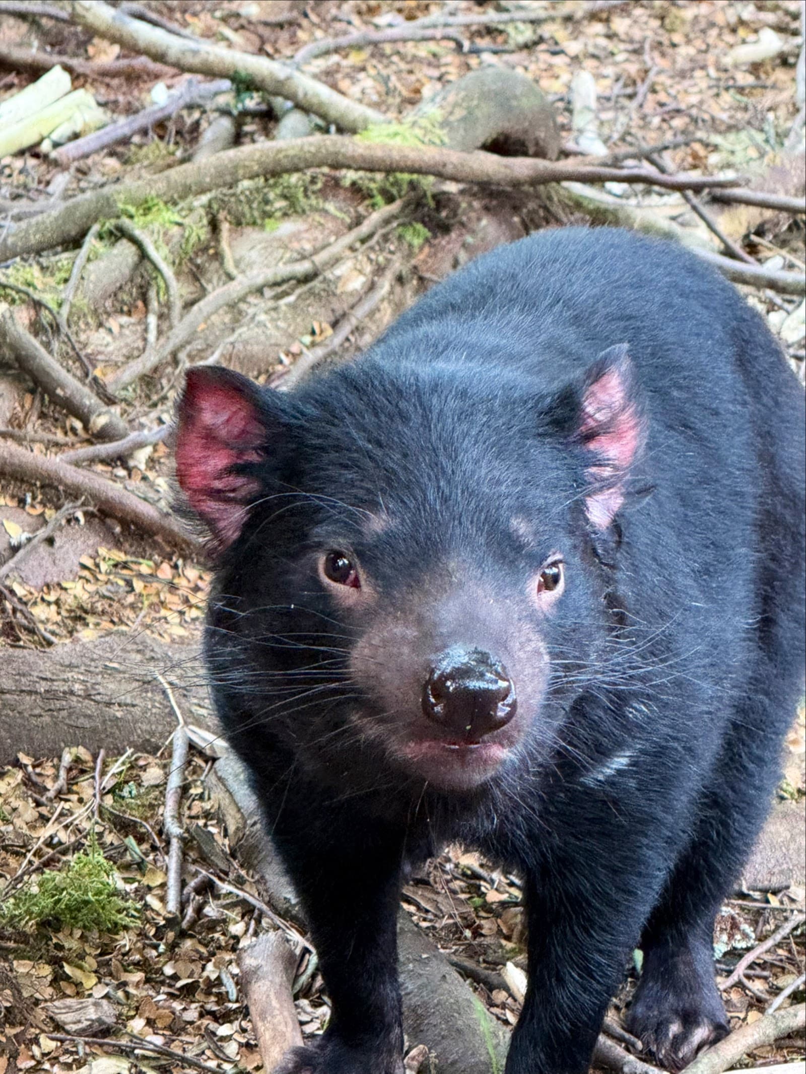 Devils@Cradle — Cradle Mountain, Tasmania