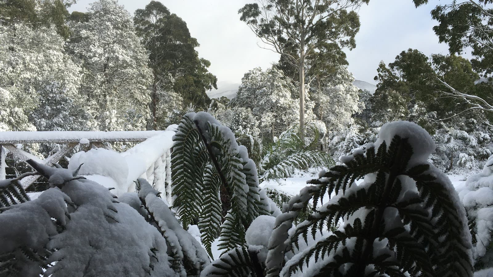 Cradle Forest Cottages — Cradle Mountain, Tasmania
