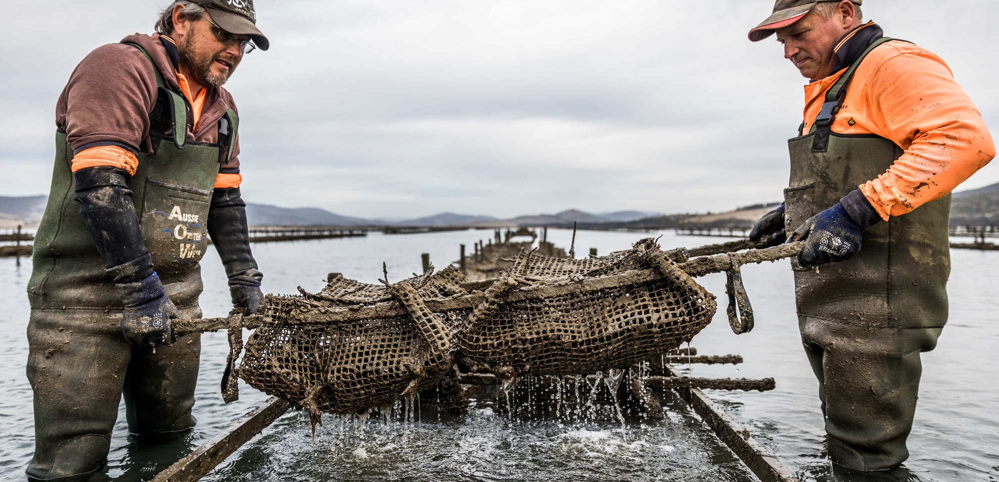Barilla Bay Oyster Farm
