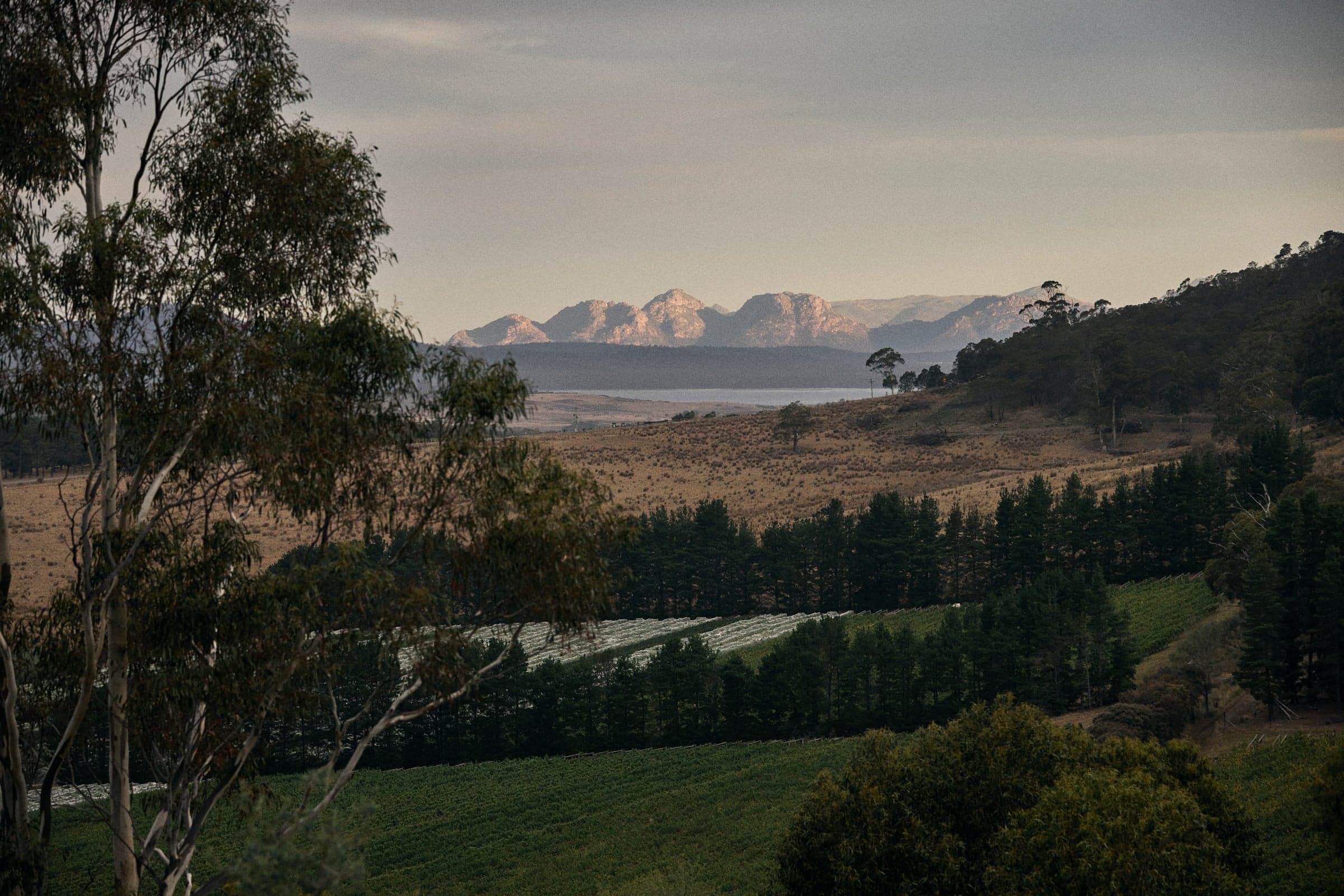 Freycinet Vineyards