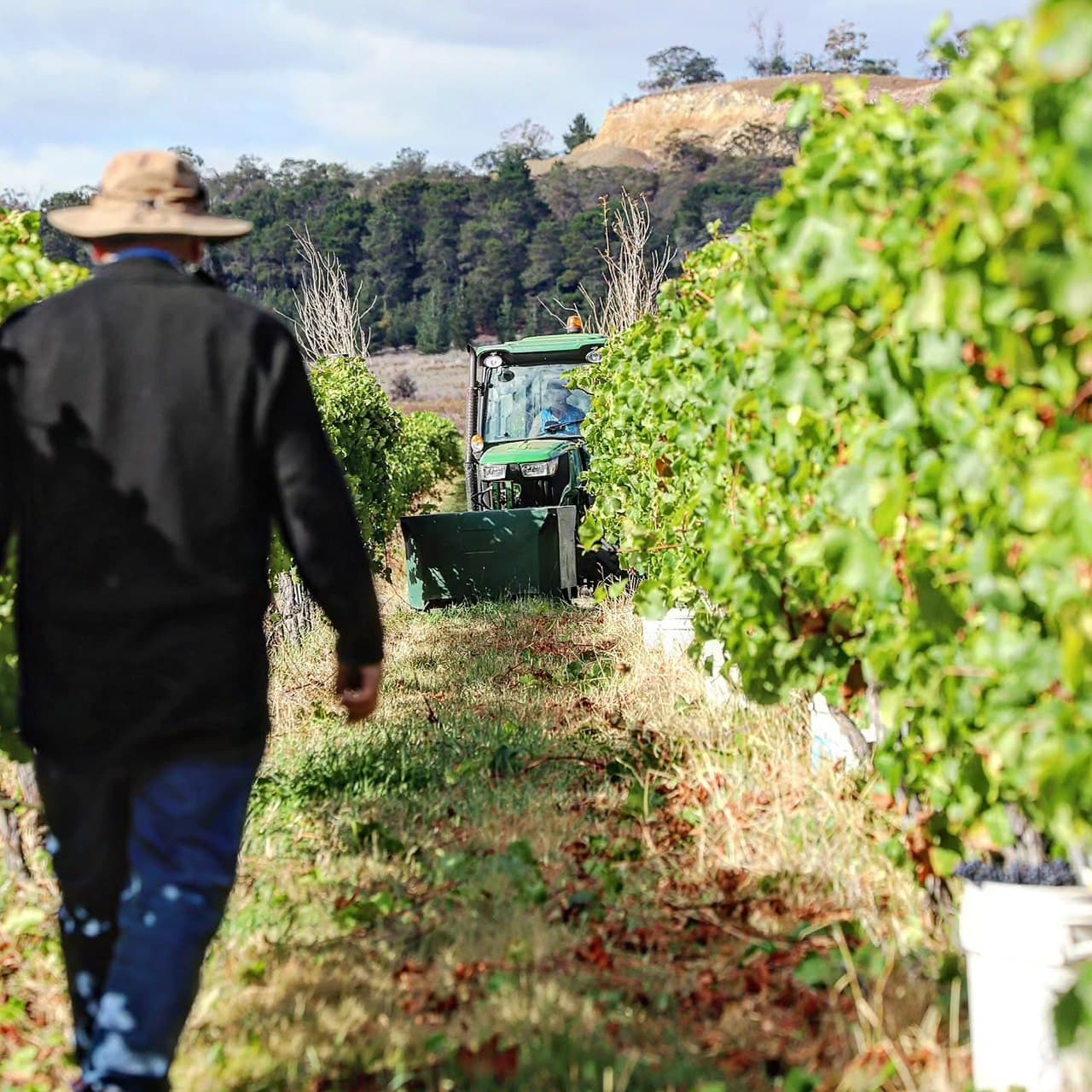 Nocton Vineyard